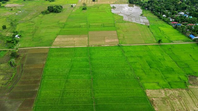 Patchwork rice fields in Narra Palawan show green planted plots harvested sections flooded paddies and a small rural settlement along the edge