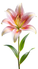 Fototapeta premium Elegant Stargazer Lily Blossom with Soft Pink Petals and Green Foliage Isolated