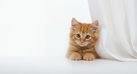 Ginger Kitten Peeking Behind White Curtain Isolated on White Background in Studio Lighting Playful Animal with Bright Eyes