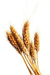 Golden wheat ears illustration in png format on a transparent background, ideal for agricultural themes and food-related projects, capturing nature's bounty vibrantly.
