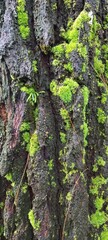 moss on tree