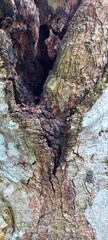 tree bark that looks like it has holes in it and is covered in tree fungus