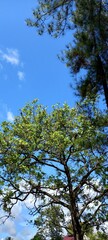 pine tree branches against blue sky