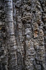 Tree bark texture closeup. Natural background.