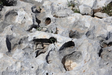 Spongy appearance of a rock with large holes