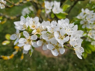 White petals and green leaves illuminated by soft daylight
