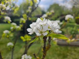 Close-up of blossoming branches white flower against the bright blue sky