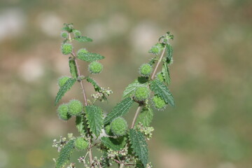 seeds and flowers of Urtica pilulifera (Roman nettle)