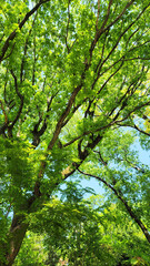 Fototapeta premium 日本の春・新緑／Spring in Japan - Fresh greenery／일본의 봄·신록