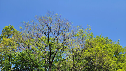 日本の春・新緑・樹木／Spring, new greenery and trees in Japan／일본의 봄, 신록, 수목