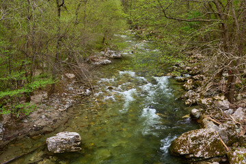 Mountain stream flowing through forest