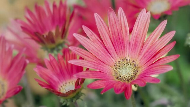 Wine-colored flowers of Arctotis hybrid