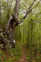 Hollow tree along forest trail