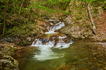 Mountain stream flowing through forest