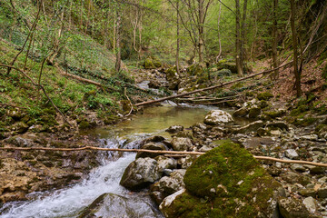 Mountain stream flowing through forest