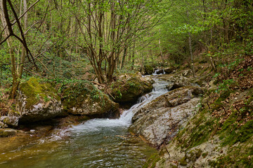 Mountain stream flowing through forest