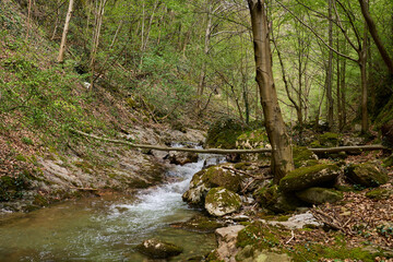 Mountain stream flowing through forest