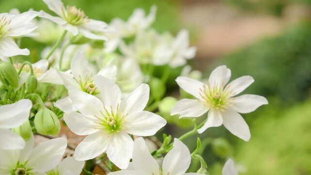 White flowers of clematis petriei