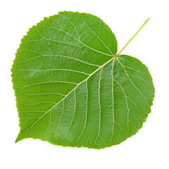 Obraz premium vibrant green leaf with heart shape and intricate vein patterns, symbolizing nature and growth