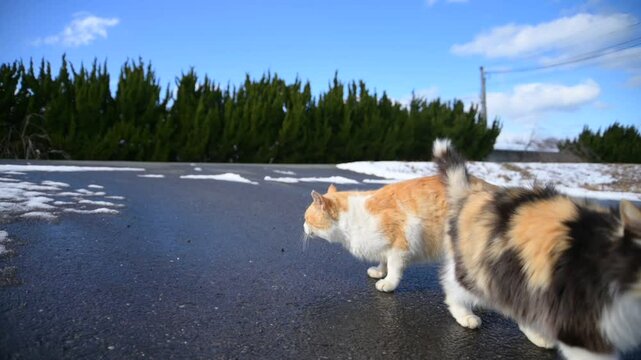 雪晴れの日にスリスリする地域猫