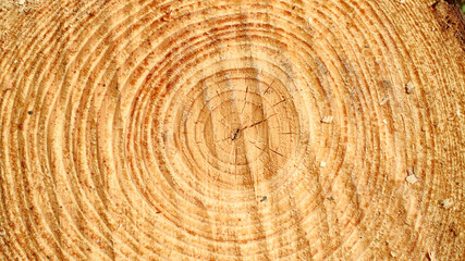 Naklejka premium freshly cut tree trunk cross section showing detailed concentric growth rings, wood grain pattern and texture backgdrop