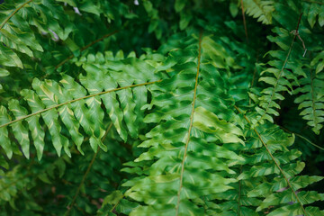A detailed view of a plant's foliage 
