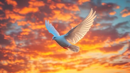 Dove in Flight Against Sunset Sky
