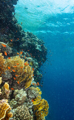 Underwater Tropical Corals Reef with colorful sea fish. Marine life sea world. Tropical colourful underwater seascape.