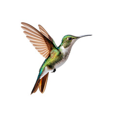 Fototapeta premium Broad Billed Hummingbird. Flying in mid-air isolated on transparent background.