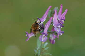 Flowers fumewort (Corydalis solida) and a hairy-footed flower bee (Anthophora plumipes), family Apidae. Spring, March, Netherlands	