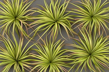 Air plants on gray wall