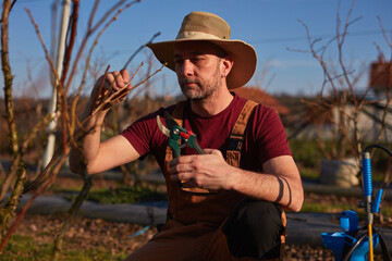 Male gardener with pruning shears working in a blueberries organic farm.