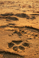 Dog paw track in beach sand