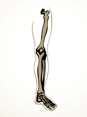 Vector drawing. Bones of the leg