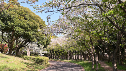 春の千葉ポートパーク