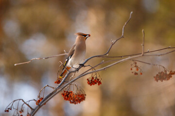 Portrait of a waxwing passerine bird breeding in northern coniferous forests