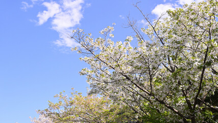 桜の木と青空
