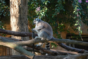 ring tailed lemur catta wild primate