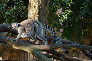 ring tailed lemur catta wild primate