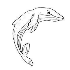Naklejka premium Humpback whale, black and white ink sketch. Vector illustration. An ocean mammal, isolated on a white background. A linear drawing of a marine animal from the ocean.