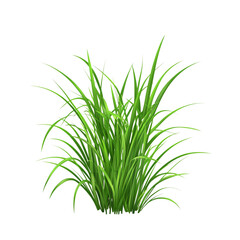 Fototapeta premium Lush green grass with long blades, perfect for landscaping or nature scenes