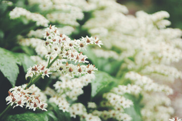 Korea's Wonderful Nature