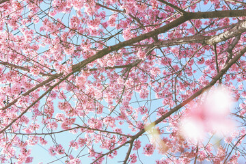 Korea's Wonderful Nature