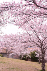 春のちはら台公園
