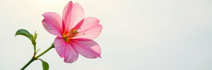 Freshly picked flower in the morning dew on a clean white background, bloom, dew