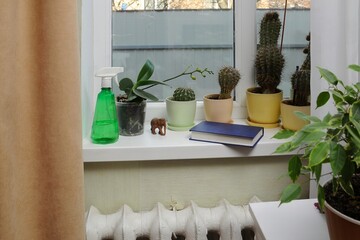 Several potted plants, including orchids and cacti, sit on a sunlit windowsill inside.