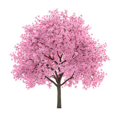 Obraz premium beautiful pink cherry blossom tree stands tall, showcasing its vibrant flowers