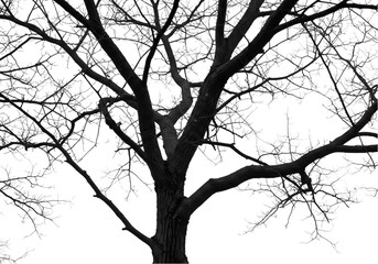 Obraz premium Bare Tree Silhouette: Black and White Nature Image on Transparent background