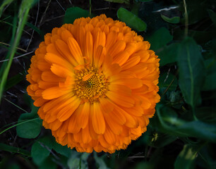 calendula officinalis  flower in the garden
