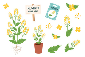 Mustard plant, flowers, leaves cliparts isolated on white. Nature background, cover crop. Gardening, regenerative farming, nature, soil care concept. Vector hand drawn banner.